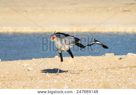 Secretary Bird (sagittarius Serpentarius), Walking By Waterhole With Blacksmith Plover Flying Away, 