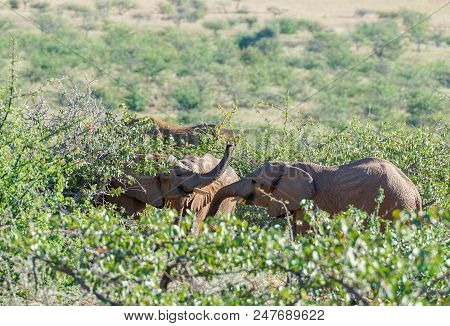 Deserted Adapted Elephants In Bush In Torra Conservancy Namibia.