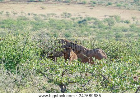 Deserted Adapted Elephants In Bush In Torra Conservancy Namibia.