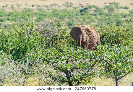 Deserted Adapted Elephants In Bush In Torra Conservancy Namibia.