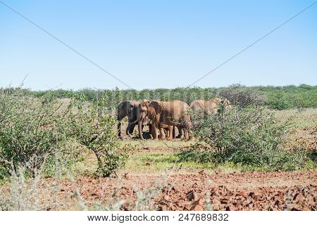 Deserted Adapted Elephants In Bush In Torra Conservancy Namibia.