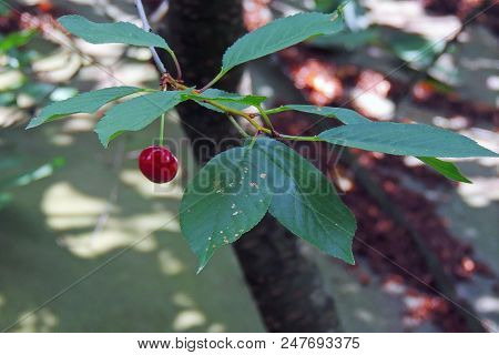 Cherries Hanging On A Cherry Tree Branch