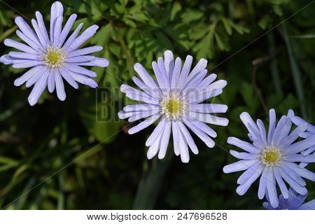 Blue Anemone Flowers - Latin Name - Anemone Apennina