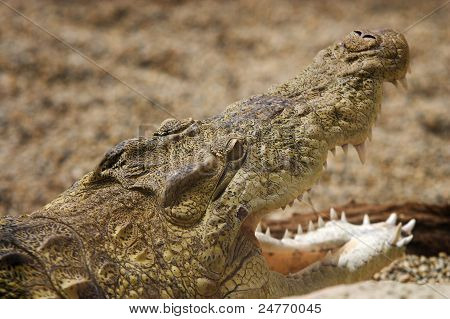 Alligaattori