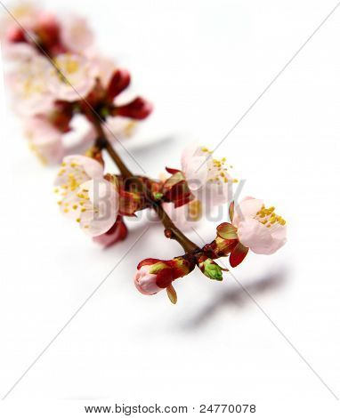 Aprikoosi Blossom
