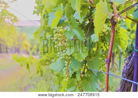 Unripe Bunch Of Grapes. Young Cluster Of Grapes. Close Up.