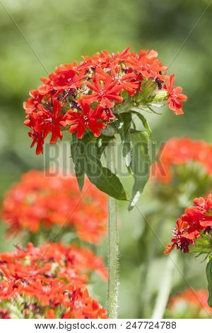 Lychnis Chalcedonica A Red Herbaceous Springtime Summer Flower Plant Commonly Known As   Jerusalem C