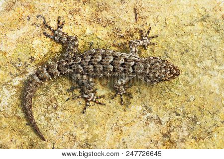 Mediodactylus Kotschyi, Full Length Of Reptile Basking On A Stone