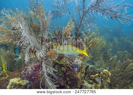 Ocyurus Chrysurus Against A Multiple Species Coral Reef