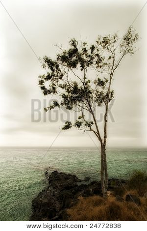 Árvore sobre o mar