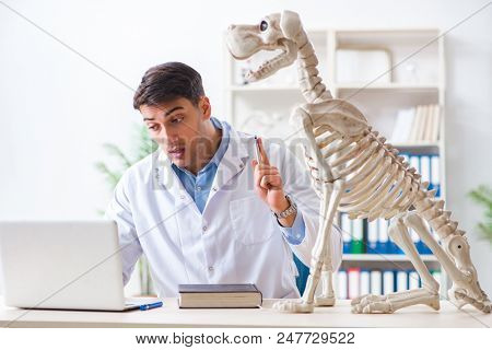 Doctor vet practicing on dog skeleton