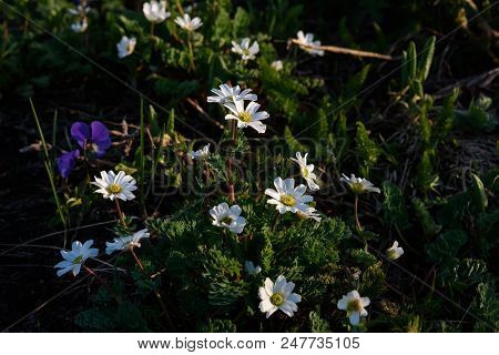 Beautiful Bush Of White Flowers Of Dryads (dryas) Growing In The Highlands Close Up In The Sunlight