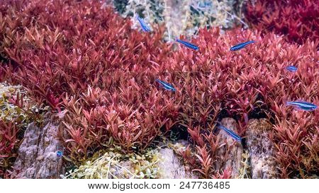 Group Of Neon Tetra Fishs Swimming In Aqua Scape Planted Tropical Fish Tank With Red And Green Plant