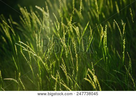 Fresh Green Grass Background. Closeup. Sun Light