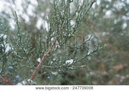 Shoots Of Pfitzer Juniper With Berries In Winter