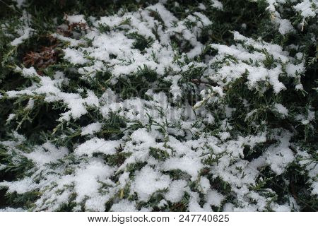 Close View Of Snow Covered Foliage Of Juniper