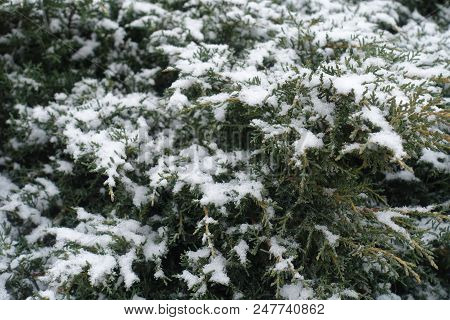 Closeup Of Snow Covered Foliage Of Juniper