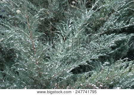 Glaucous Foliage Of Juniperus Pfitzeriana In Winter