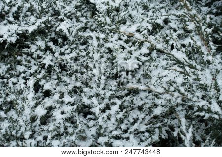 Layer Of Snow On Branches Of Juniper In Winter