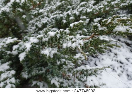 Branches Of Juniperus Squamata Covered With Snow In Winter