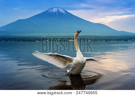 Swan Swimming In Yamanaka Lake In Japan