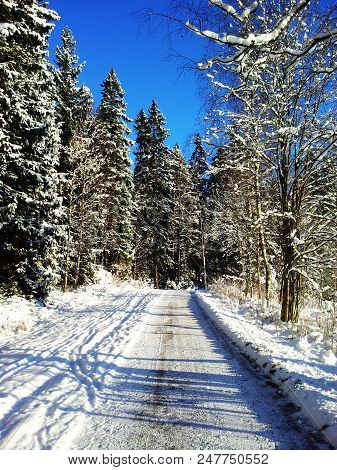 Scandinavian Winter Landscape, Road In The Forest
