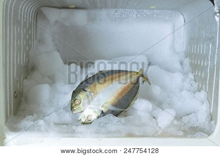 Closeup Freezer Lost The Ice And With Some Fish In Side.