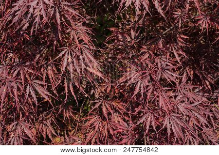 Red Japanese Maple Leaves Viewed In Noonday Sun.