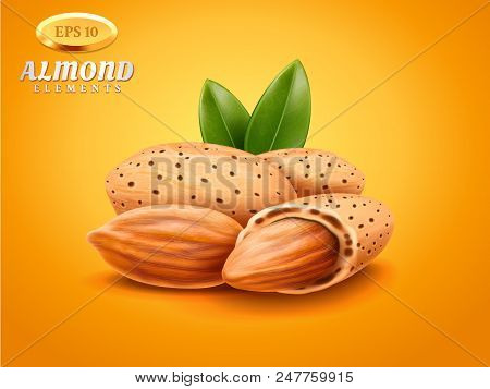 Vector Realistic Detailed Almonds With Nutshells With Green Leaves Isolated On Warm Background. Natu