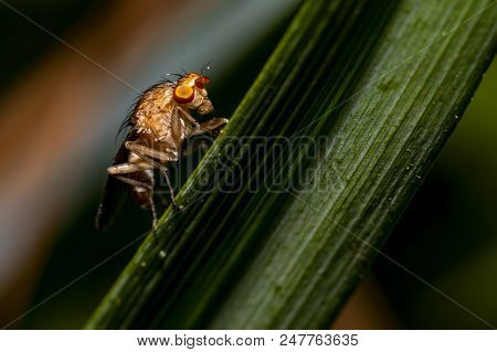 Macro Close Up Shot Of Common Fruit Fly