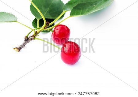 Red Ripe Cherry On A Background Of Trees And The Sun