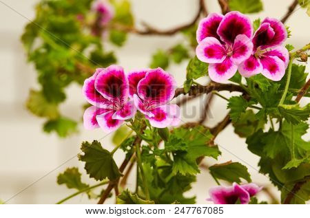 Bright Pelargonium Decorate The Yard In Summer Day