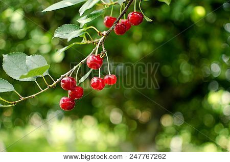 Red Ripe Cherry On A Background