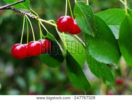 Red Ripe Cherry On A Background