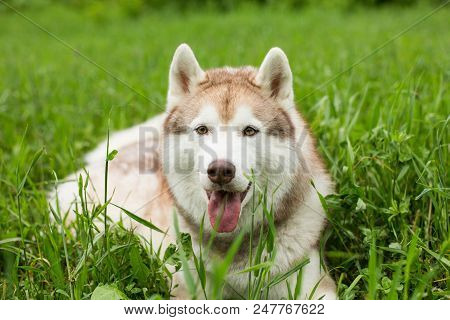 Close-up Portrait Of Beautiful Beige And White Dog Breed Siberian Husky With Tonque Hanging Out Lyin