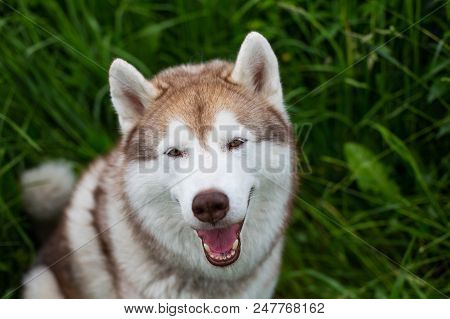 Portrait Of Cute Smiley Beige Dog Breed Siberian Husky With Tonque Hanging Out Standing In The Brigh
