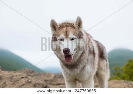 Close-up Portrait Of Gorgeous Beige And White Siberian Husky Dog With Tonque Hanging Out At The Top 