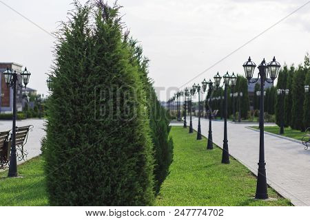 Alley In The Park, With A Landscape Of Coniferous Bushes