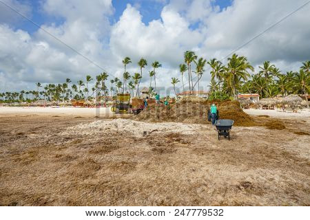 Punta Cana, Dominican Republic - June 17, 2018: : sargassum seaweeds on ocean beach in Bavaro, Punta Cana. Due to global warming, the altered ocean current bring sargasso to Dominican Republic coast.