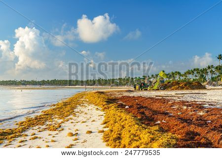 Punta Cana, Dominican Republic - June 19, 2018: : sargassum seaweeds on ocean beach in Bavaro, Punta Cana. Due to global warming, the altered ocean current bring sargasso to Dominican Republic coast.