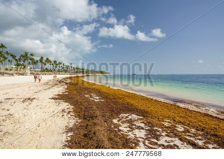 Punta Cana, Dominican Republic - June 17, 2018: : sargassum seaweeds on ocean beach in Bavaro, Punta Cana. Due to global warming, the altered ocean current bring sargasso to Dominican Republic coast.