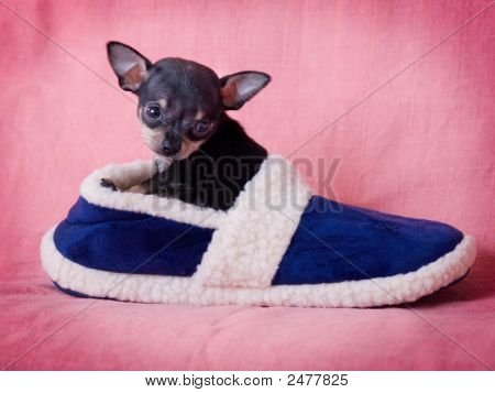 Chihuahua hvalp i tøffel.