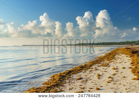 Punta Cana, Dominican Republic - June 19, 2018: : sargassum seaweeds on ocean beach in Bavaro, Punta Cana. Due to global warming, the altered ocean current bring sargasso to Dominican Republic coast.