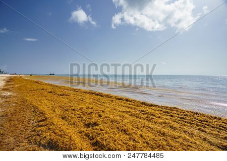 Punta Cana, Dominican Republic - June 17, 2018: : sargassum seaweeds on ocean beach in Bavaro, Punta Cana. Due to global warming, the altered ocean current bring sargasso to Dominican Republic coast.