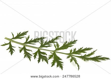 Leaf And Stem Of The Pyrethrum Flower, Isolated On White Background