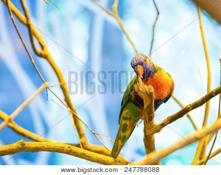 The rainbow lorikeet or Trichoglossus moluccanus is a species of parrot found in Australia. It is common along the eastern seaboard, from northern Queensland to South Australia