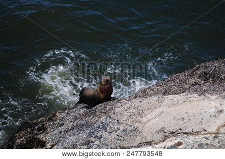 Sea Lion Climbing Up A Rock In Oregon