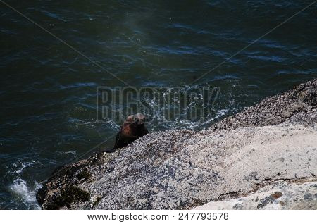 Sea Lion Climbing Up A Rock In Oregon
