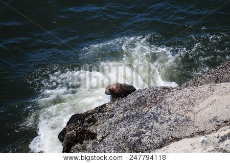 Sea Lion Climbing Up A Rock In Oregon