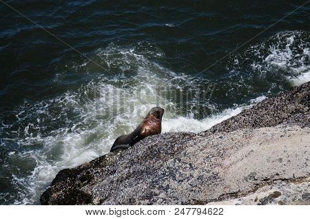 Sea Lion Climbing Up A Rock In Oregon